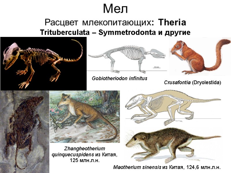 Мел Расцвет млекопитающих: Theria Trituberculata – Symmetrodonta и другие Zhangheotherium quinquecuspidens из Китая, 125